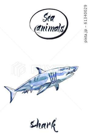 Watercolor shark on the white background. Watercolor shark sketch, hand drawn illustration 61340029