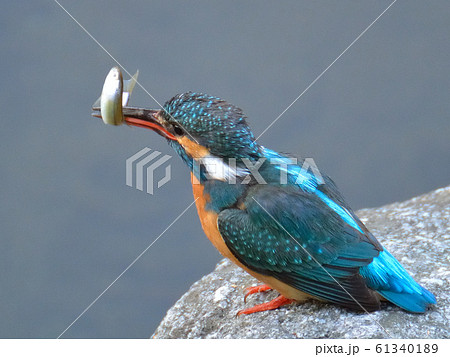 カワセミが小魚をくちばしに咥えています の写真素材