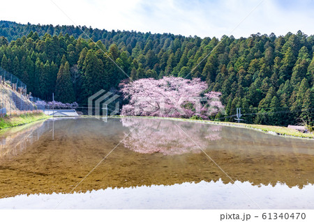 水田に映りこむ桜  宇陀市 諸木野の桜 61340470
