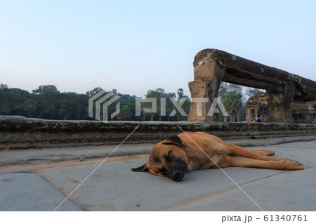 犬 いぬ アンコールワット 世界遺産 遺跡 海外 旅行 観光 カンボジア 朝 犬 いぬ アンコールワット 世界遺産 遺跡 海外 旅行 観光 カンボジア 朝 61340761