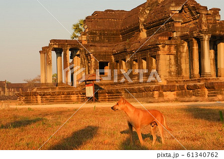犬 いぬ アンコールワット 世界遺産 遺跡 海外 旅行 観光 カンボジア 朝 犬 いぬ アンコールワット 世界遺産 遺跡 海外 旅行 観光 カンボジア 朝 61340762