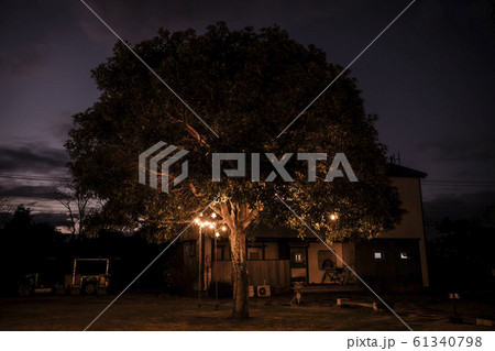 木 済州島 写真 61340798