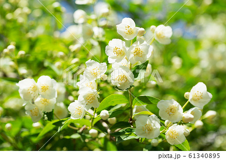 jasmine flowers in a garden jasmine flowers in a garden 61340895