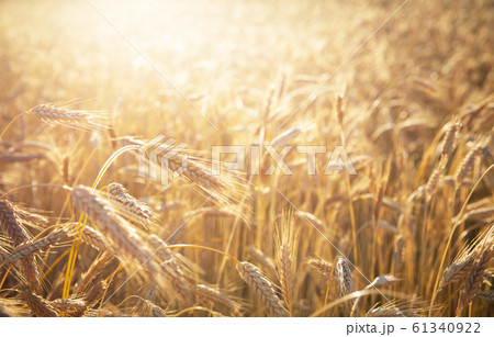Field of rye in a summer sunrise time. Harvesting 61340922