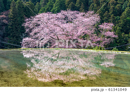 水田に映りこむ桜  宇陀市 諸木野の桜 61341049