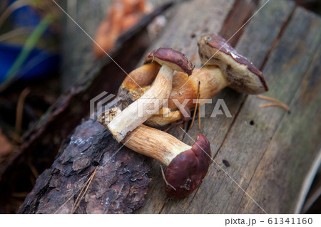 Group of wild edible bay bolete known as imleria 61341160