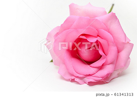 beautiful pink rose flower isolated on white background, concept image of couple sexual orgasm 61341313