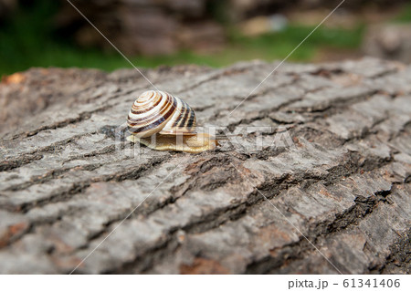 Small vivid Burgundy snail (Helix, Roman snail, 61341406