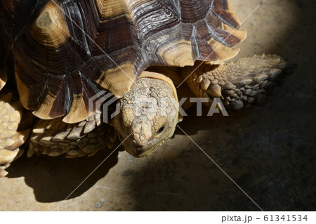 turtle animal of long life in wildlife 61341534
