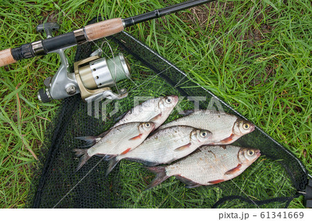 Pile of the white bream or silver fish and 61341669