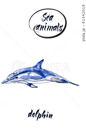 Jumping dolphin, watercolor hand drawn illustration Jumping dolphin, watercolor hand drawn illustration 61342019