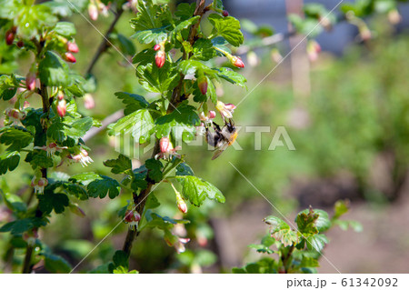Bumblebee on gooseberry bush flower collecting Bumblebee on gooseberry bush flower collecting 61342092