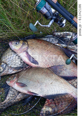 Successful fishing -  two freshwater bream fish 61342186