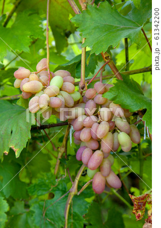 Bunch of pink grapes with big berries in the 61342200