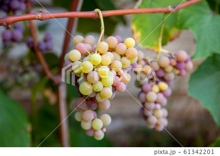 Bunch of grapes with pink and green berries in the 61342201