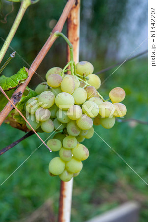Bunch of green grapes in the garden Bunch of green grapes in the garden 61342202