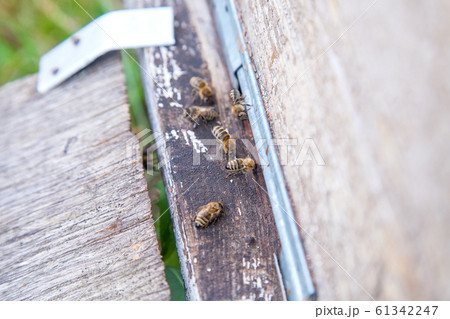 Swarming bees at the entrance of old beehive in 61342247
