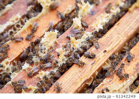Close up view of the bees swarming on a 61342249
