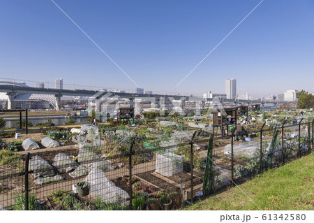 都市風景 夢の島区民農園 東京都江東区 都市風景 夢の島区民農園 東京都江東区 61342580