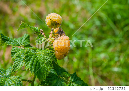 Close up of the ripe and unripe yellow raspberry Close up of the ripe and unripe yellow raspberry 61342721