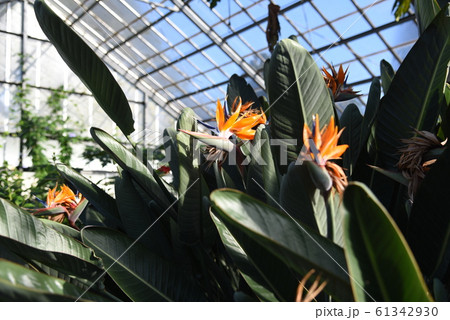 極楽鳥花 / ストレリチア 61342930