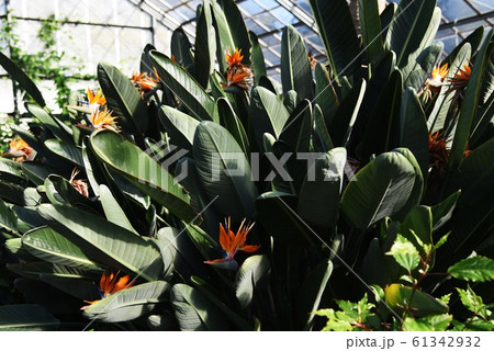 極楽鳥花 / ストレリチア 61342932