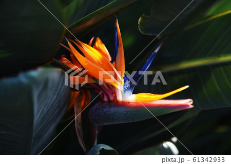 極楽鳥花 / ストレリチア 61342933