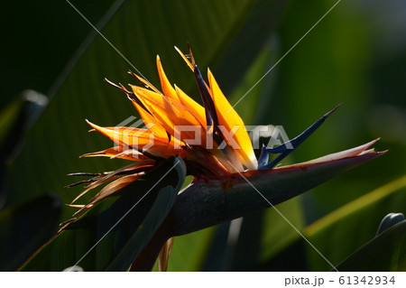 極楽鳥花 / ストレリチア 61342934