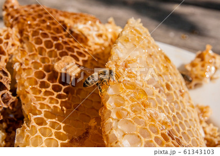 Close up view of the working bee on the honeycomb 61343103