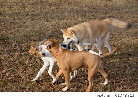 Amstaff puppy, akita inu and estonian hound puppy. Amstaff puppy, akita inu and estonian hound puppy. 61343513