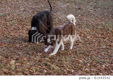 Siberian husky puppy and afghan hound in the park. 61343542