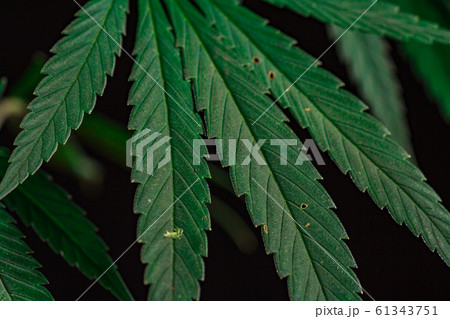 Thematic photos of hemp and marijuana Green leaf Thematic photos of hemp and marijuana Green leaf 61343751