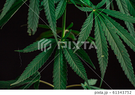 Thematic photos of hemp and marijuana Green leaf Thematic photos of hemp and marijuana Green leaf 61343752