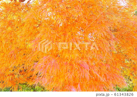 玉川野毛町公園　紅葉 61343826