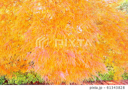 玉川野毛町公園 紅葉 玉川野毛町公園 紅葉 61343828