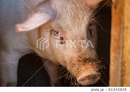 A large pig's head close-up on a pig farm A large pig's head close-up on a pig farm 61343836