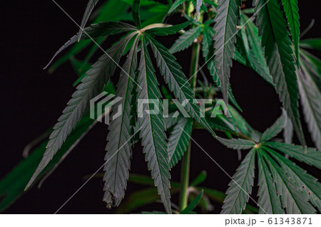 Thematic photos of hemp and marijuana Green leaf 61343871