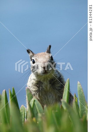 りす りす 61344281
