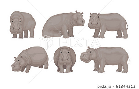 Huge African Hippo Sitting And Standing Vector Setのイラスト素材