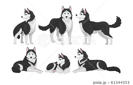 Husky In Different Poses Isolated On White のイラスト素材