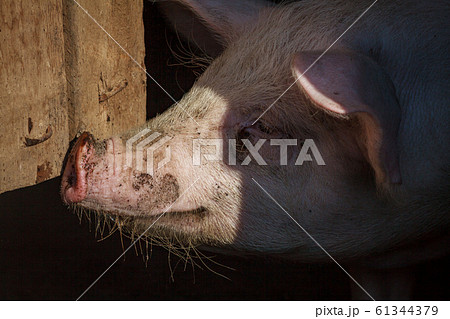 A large pig's head close-up on a pig farm 61344379