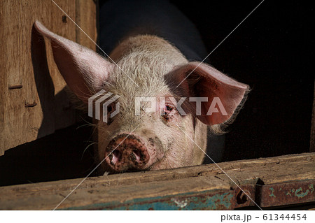 A large pig's head close-up on a pig farm A large pig's head close-up on a pig farm 61344454
