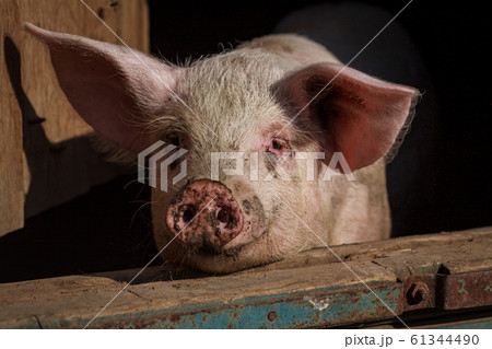 A large pig's head close-up on a pig farm A large pig's head close-up on a pig farm 61344490