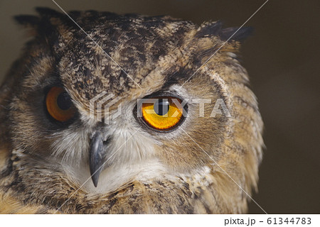 ワシミミズク 61344783