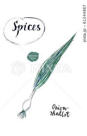Young fresh spring green onion with green leaves (sometimes called shallots or scallions) in watercolor Young fresh spring green onion with green leaves (sometimes called shallots or scallions) in watercolor 61344867