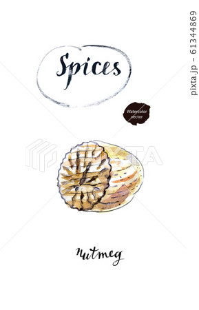 Nutmeg, seed of Myristica fragrans, whole, half and ground in watercolor 61344869