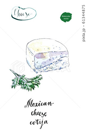 Piece of Mexican cotija cheese with cilantro in watercolor 61344875