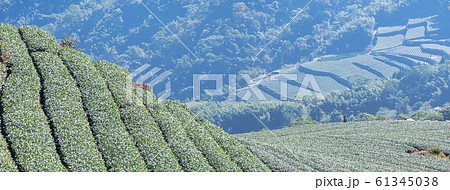 ティー 紅茶 茶 61345038