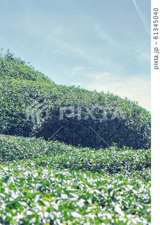 ティー 紅茶 茶 61345040