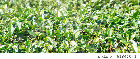 ティー 紅茶 茶 61345041